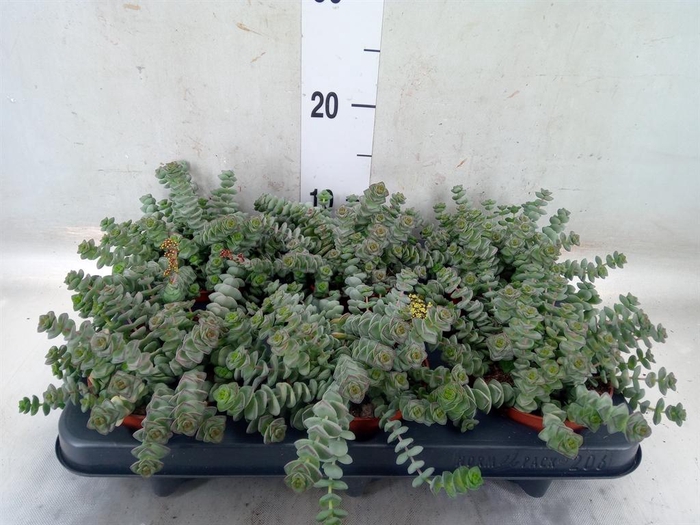<h4>Crassula marnieriana</h4>