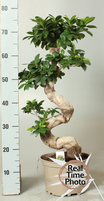 <h4>FIC MI GINSENG</h4>