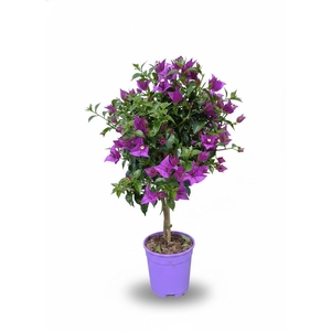 Bougainvillea overig