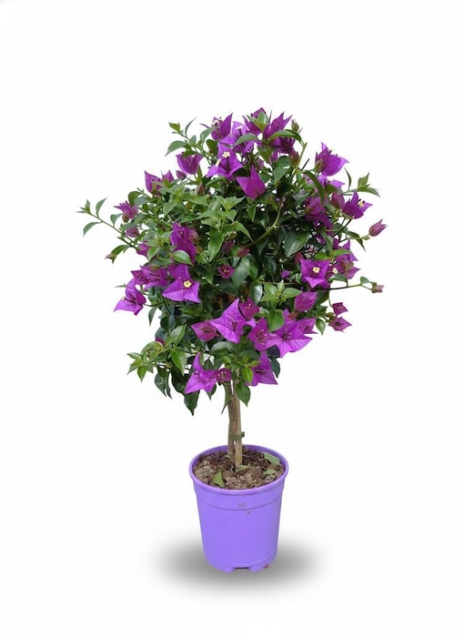 <h4>Bougainvillea overig</h4>