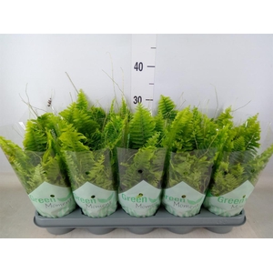 Nephrolepis exal. 'Green Moment'