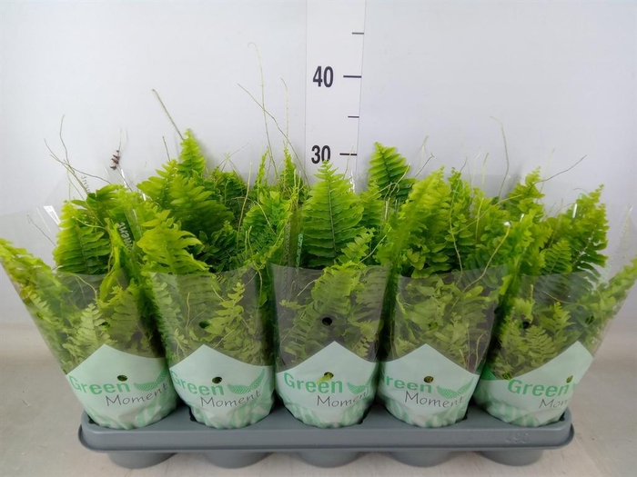 <h4>Nephrolepis exal. 'Green Moment'</h4>