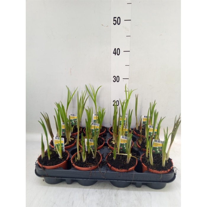 <h4>Fritillaria meleagris</h4>