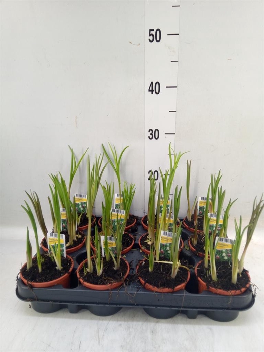 Fritillaria meleagris