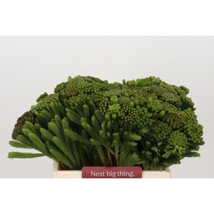 Kaaps Groen Albigreen