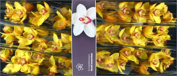 <h4>Cymbidium Esther</h4>