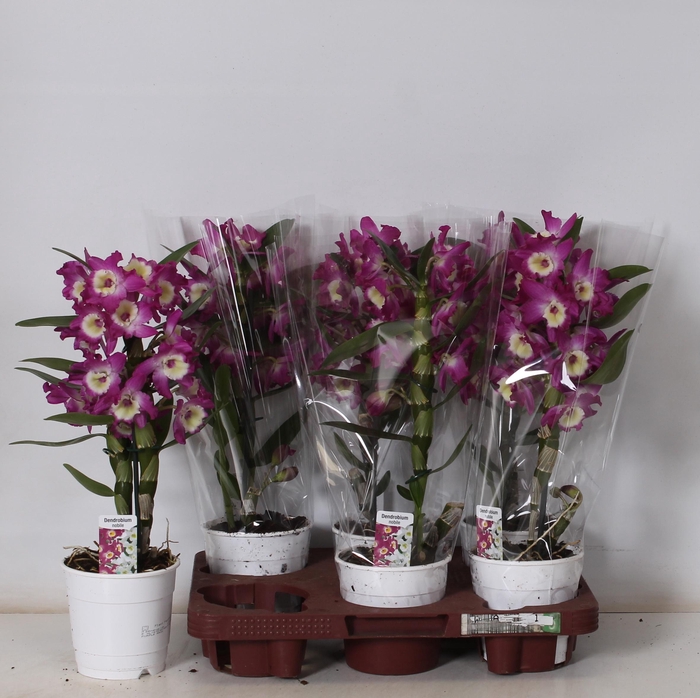 <h4>DEND NOBILE</h4>