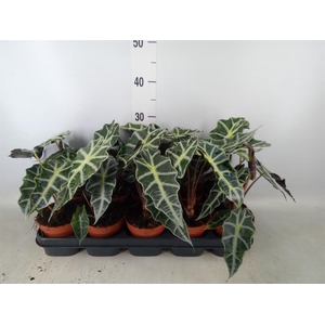Alocasia amazonica 'Polly'