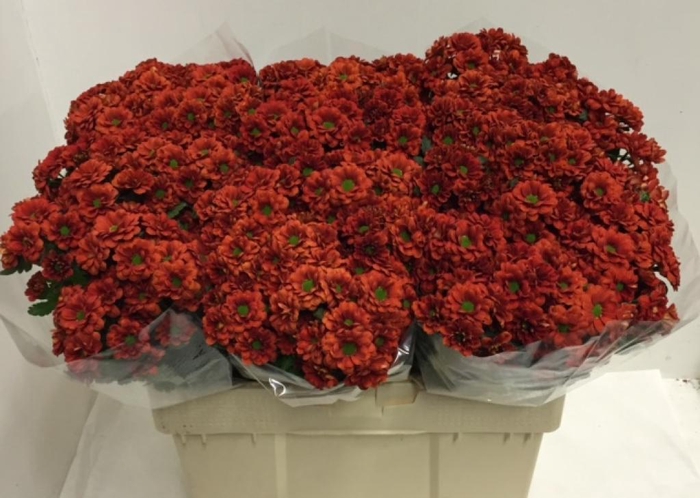 <h4>CHR SAN MELISSA</h4>