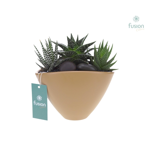 Pot keramiek Oval Medium beige met Succulenten