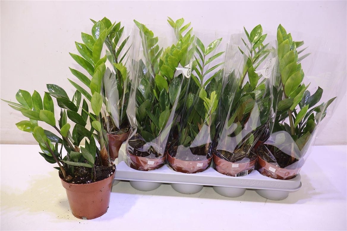 <h4>Zamio Zamiifolia</h4>