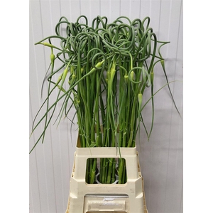 Allium Sat Ophioscor