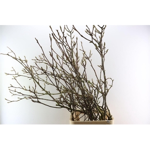 Magnolia Grandiflora Grillig 120cm P Stem X5