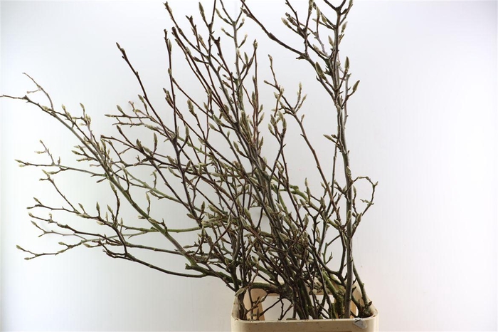 <h4>Magnolia Grandiflora Grillig 120cm P Stem X5</h4>