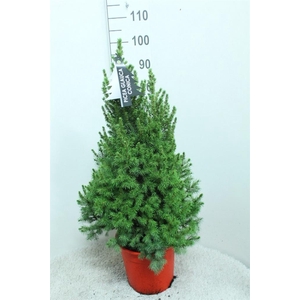 Picea glauca 'Conica'