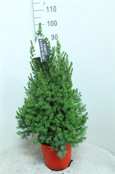 <h4>Picea glauca 'Conica'</h4>
