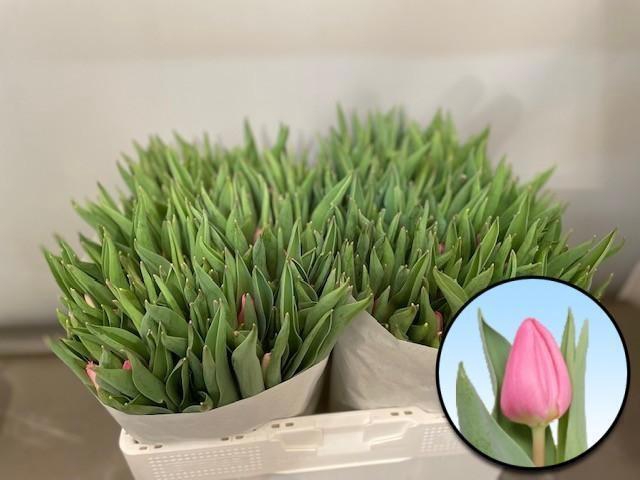 <h4>TU EN MOLTO AMATA</h4>