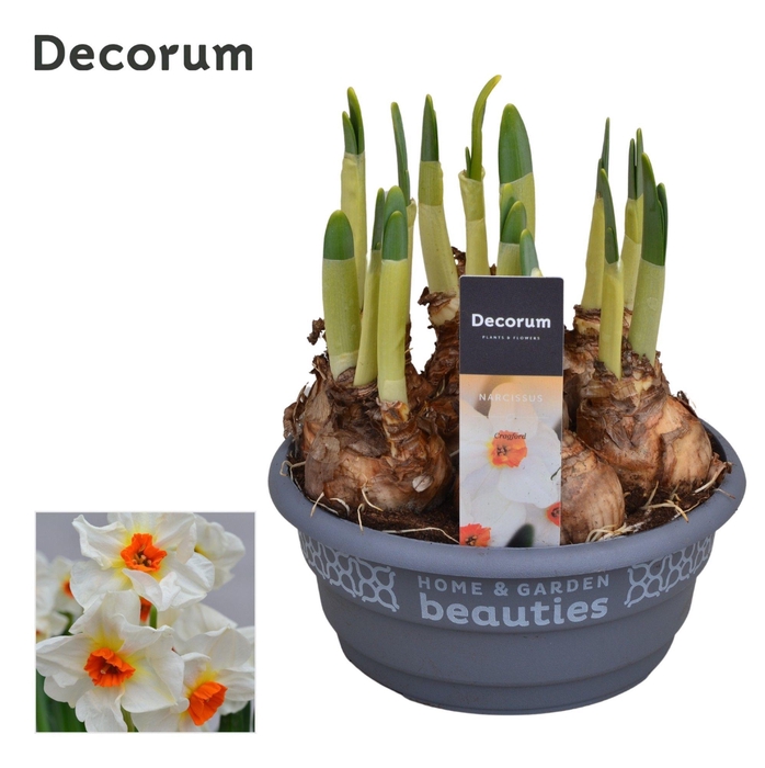 <h4>Narcis Cragford</h4>