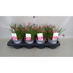Rhodohypoxis baurii