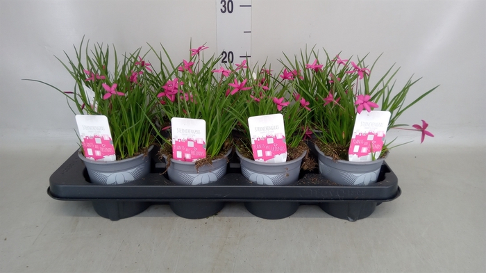 <h4>Rhodohypoxis baurii</h4>
