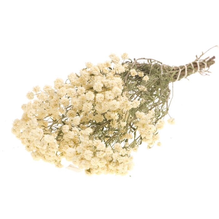 <h4>Achillea ptarmica SB natural white</h4>