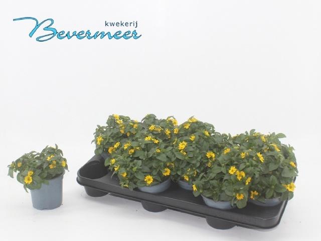 <h4>SANV PROCUMBENS</h4>