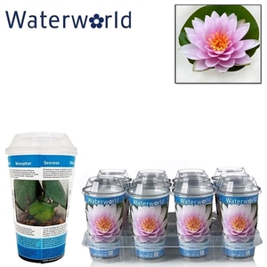 Nymphaea beker hollandia roze