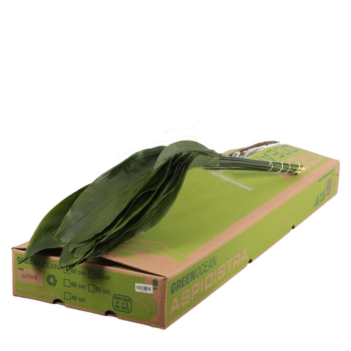<h4>Aspidistra Green Ocean</h4>