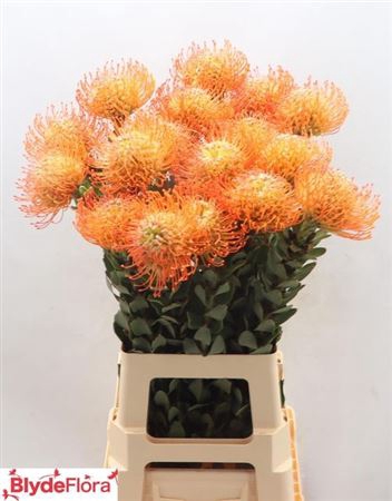 <h4>Leuco Queen Juliana</h4>