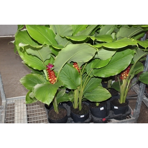 CURCUMA RED TORCH P17