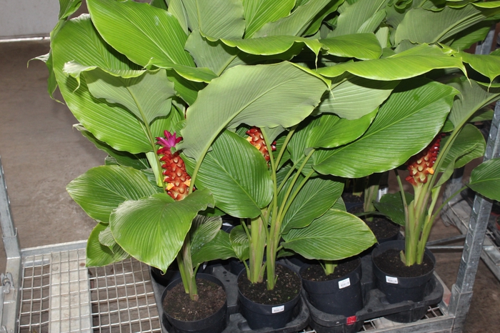 CURCUMA RED TORCH P17