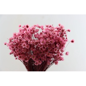 Dried Glixia L Pink Bunch