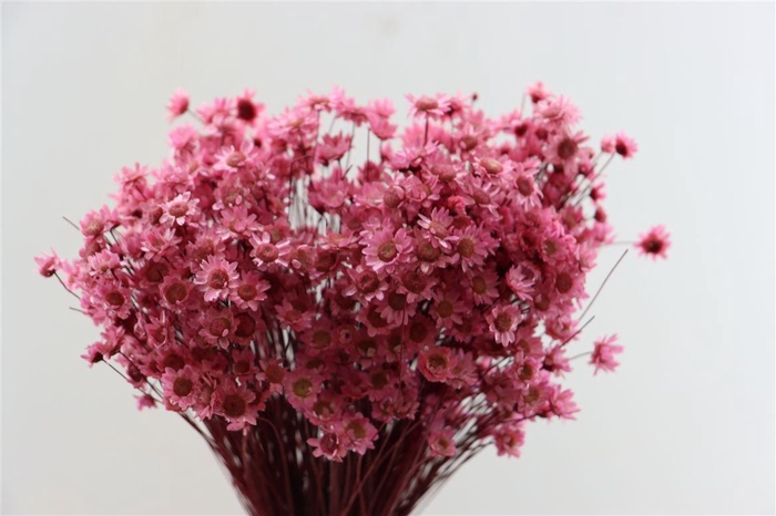 <h4>Dried Glixia L Pink Bunch</h4>