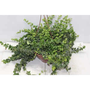 AESCHYNANTHUS RASTA C21