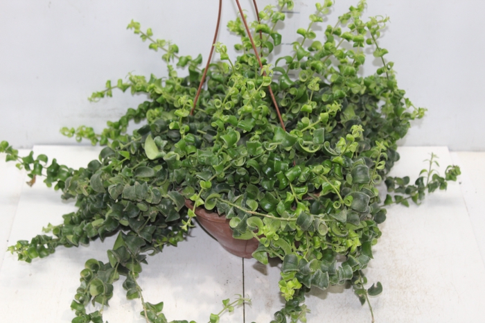 <h4>AESCHYNANTHUS RASTA C21</h4>