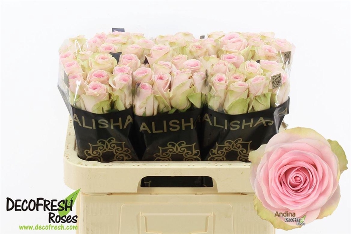 <h4>R Gr Andina+</h4>