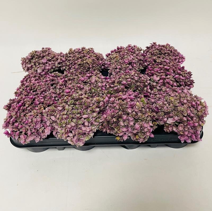 <h4>CALLISIA REPENS p9</h4>