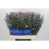 Aster Cassandra
