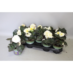 Begonia tub. Cream White