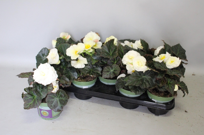 <h4>Begonia tub. Cream White</h4>