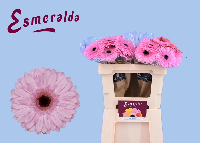 <h4>GE GR PRE-SEMMY</h4>