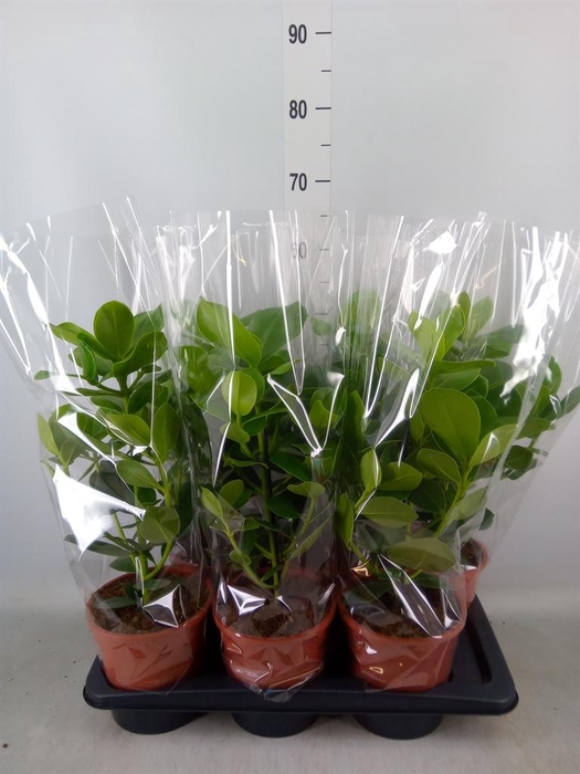 <h4>Clusia rosea 'Princess'</h4>