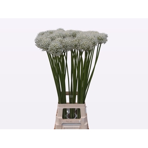Allium Mount Everest