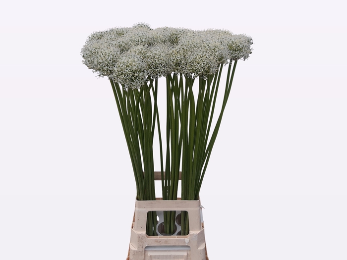 <h4>Allium Mount Everest</h4>