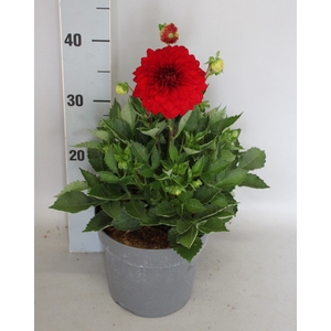 Dahlia 19 cm Red