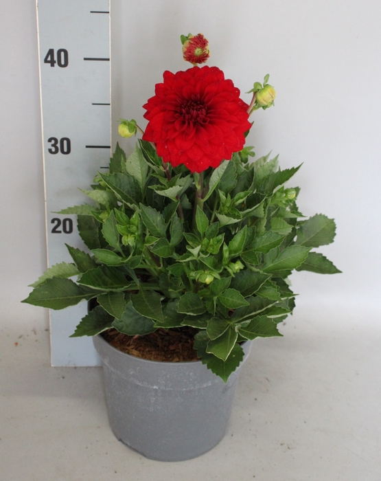 <h4>Dahlia 19 cm Red</h4>