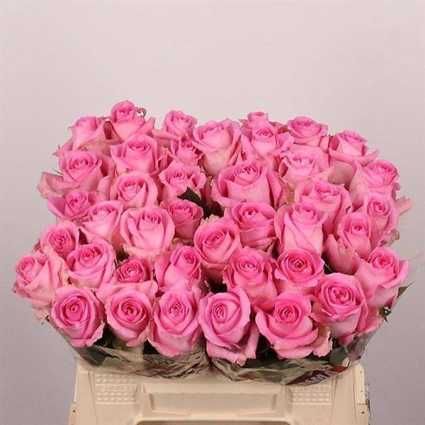 <h4>R GR REVIVAL</h4>