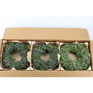 Wr Sierfruit Juniperus Blue 30cm