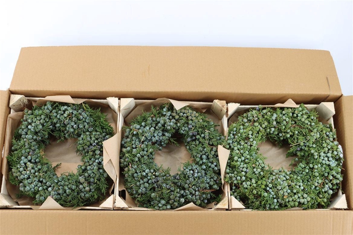 <h4>Wr Sierfruit Juniperus Blue 30cm</h4>