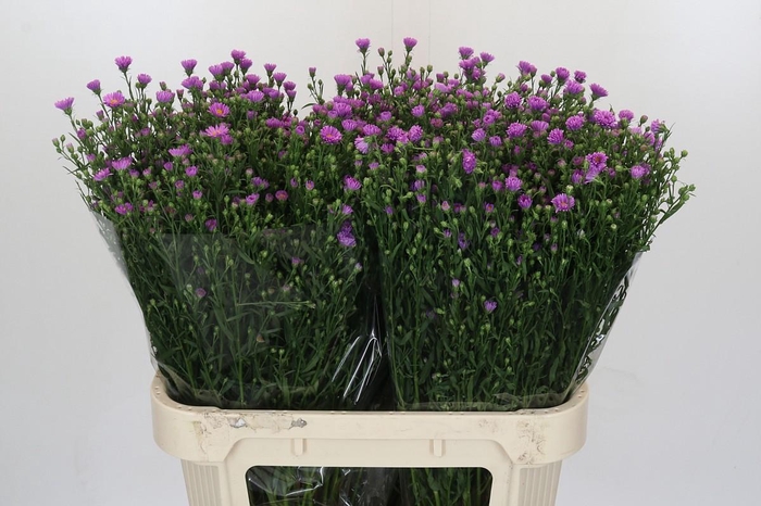 <h4>Aster Casarosa</h4>